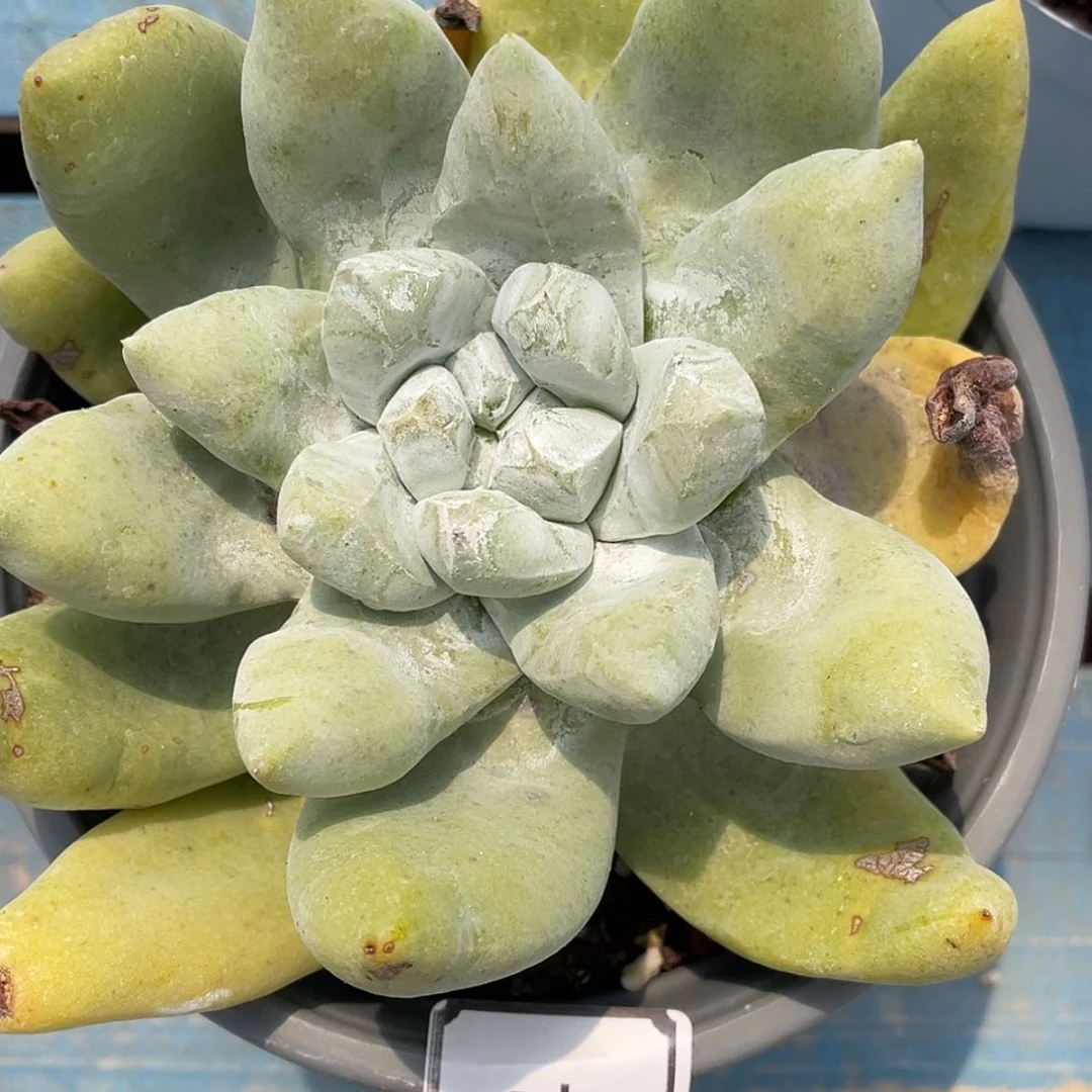 【闪购商品】拇指花朵脸