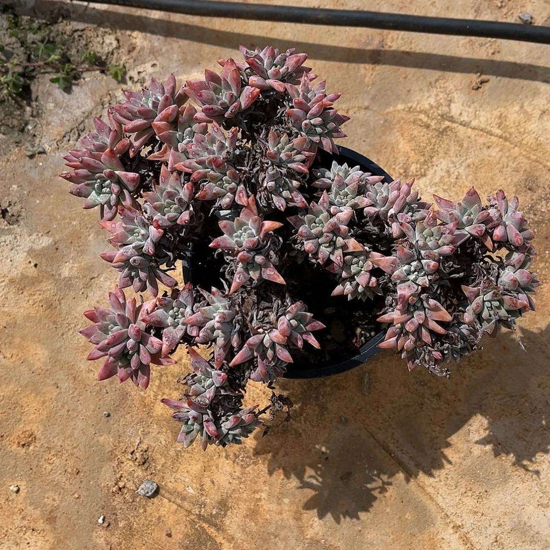 韩菊大群带盆发货