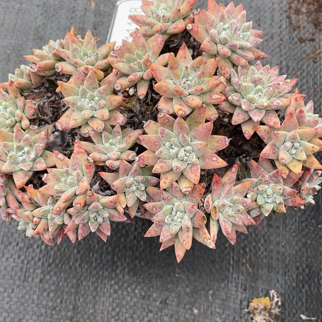 【闪购商品】熙*兔