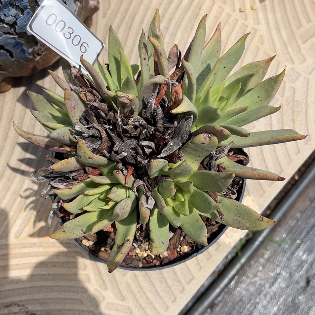 【闪购商品】库尔卓他老庄