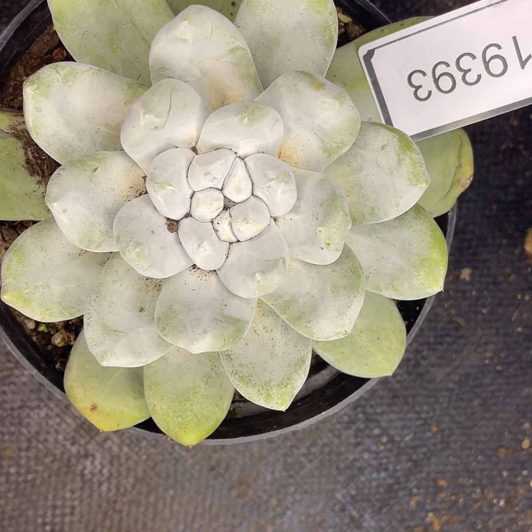 【闪购商品】花朵脸哦拇指