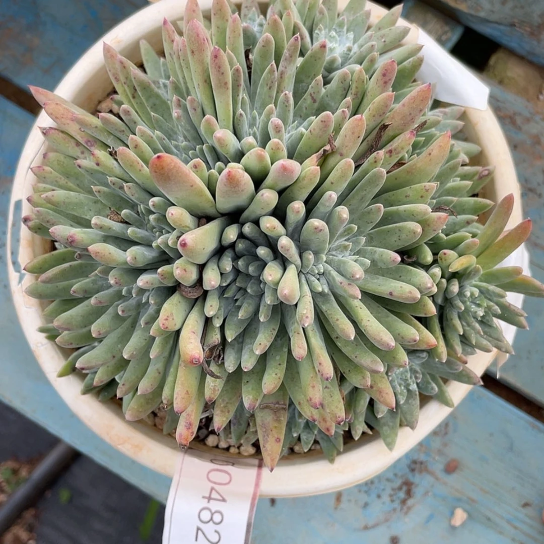 【闪购商品】白姆杂交