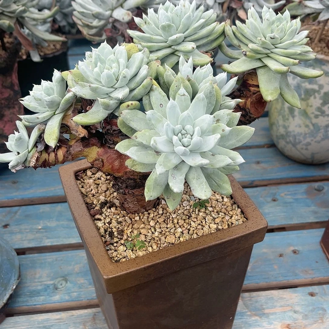 山*间瑕疵特价不售后帕