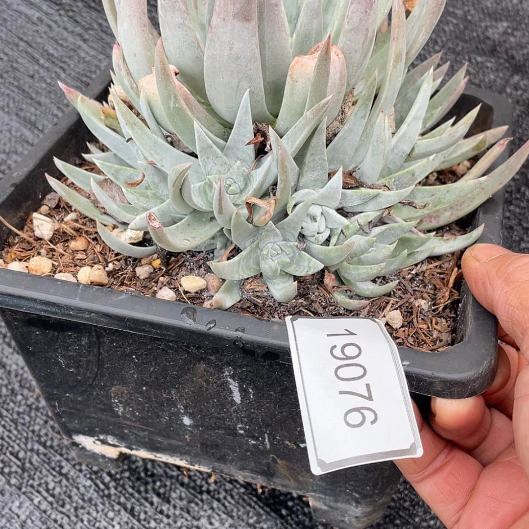 【闪购商品】苹果业杂交 沟