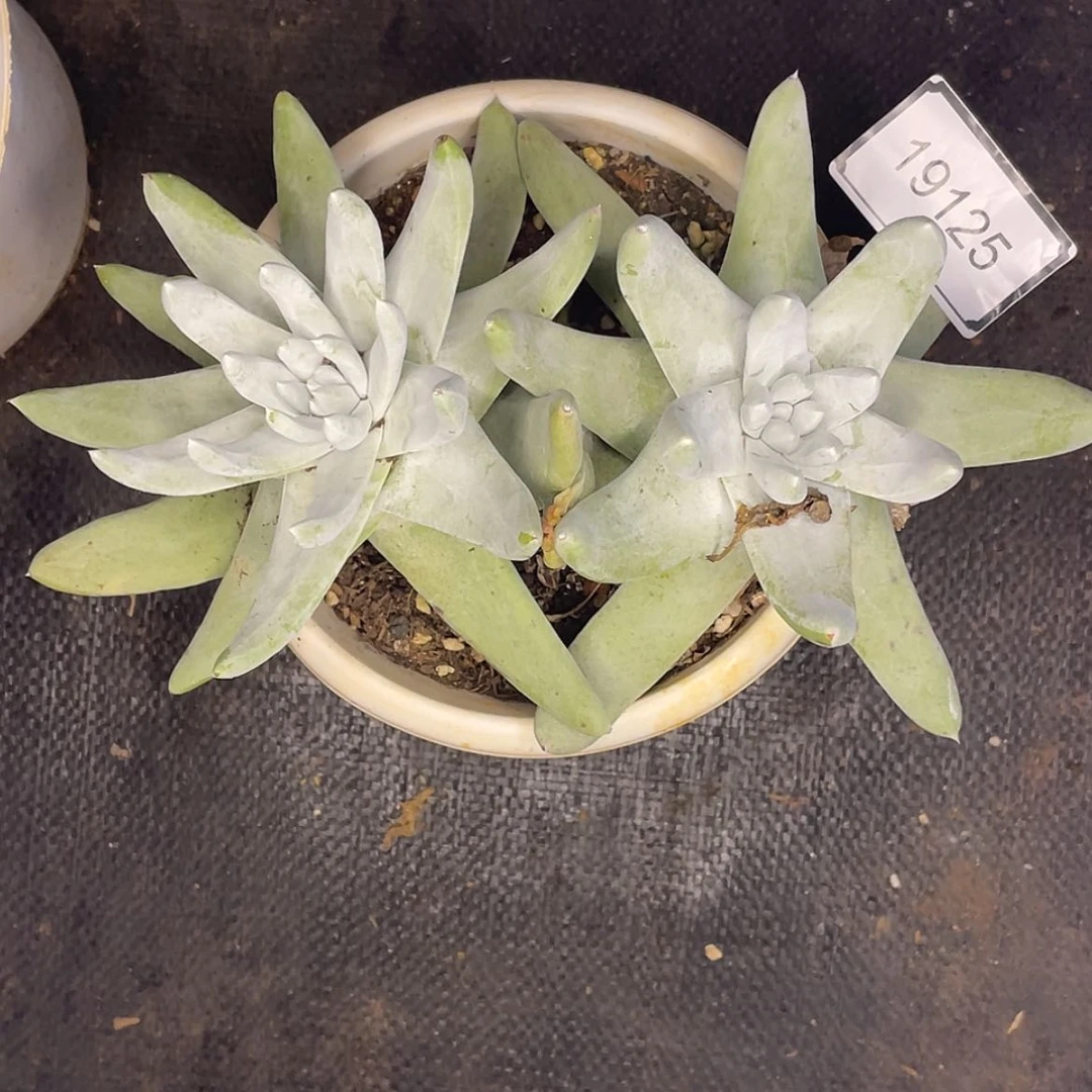 【闪购商品】老庄饺子皮