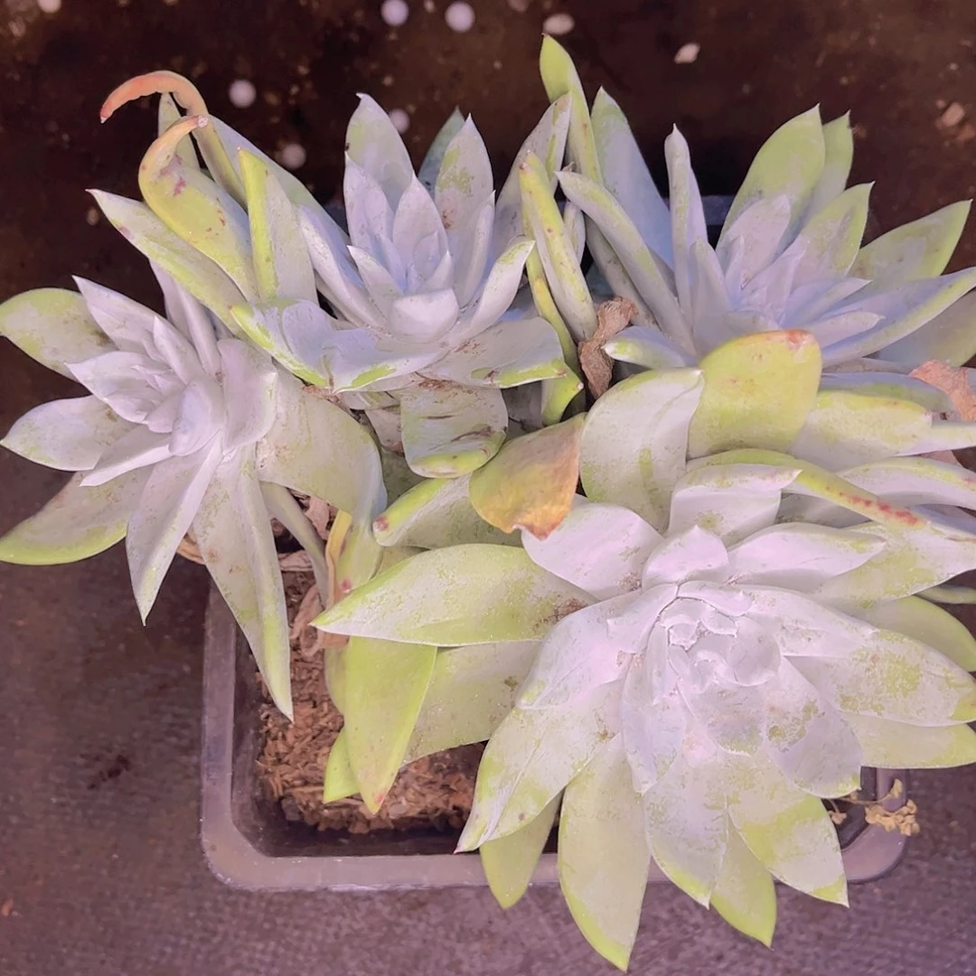 安东尼杂拇指多头群生