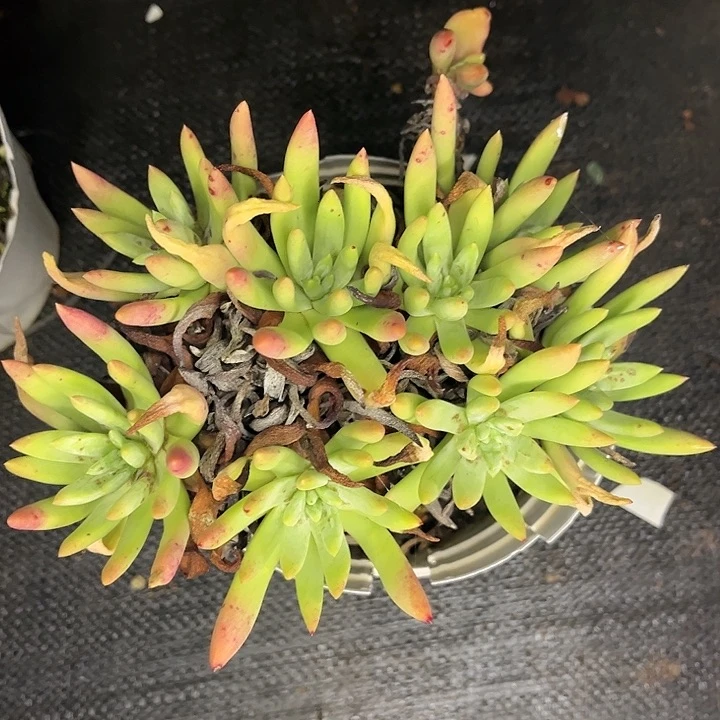 绿法瑞杂了多头量拍