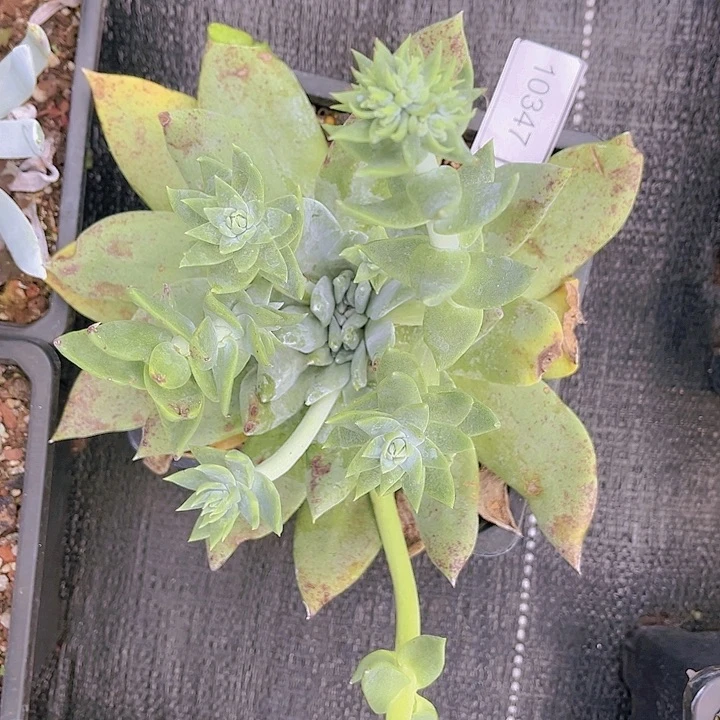 S****e拇指杂交双头10344