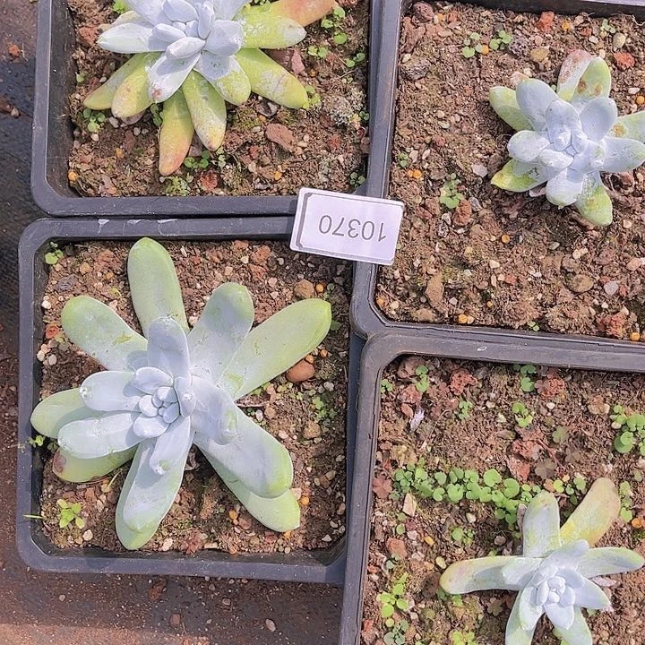 特价不售后10370