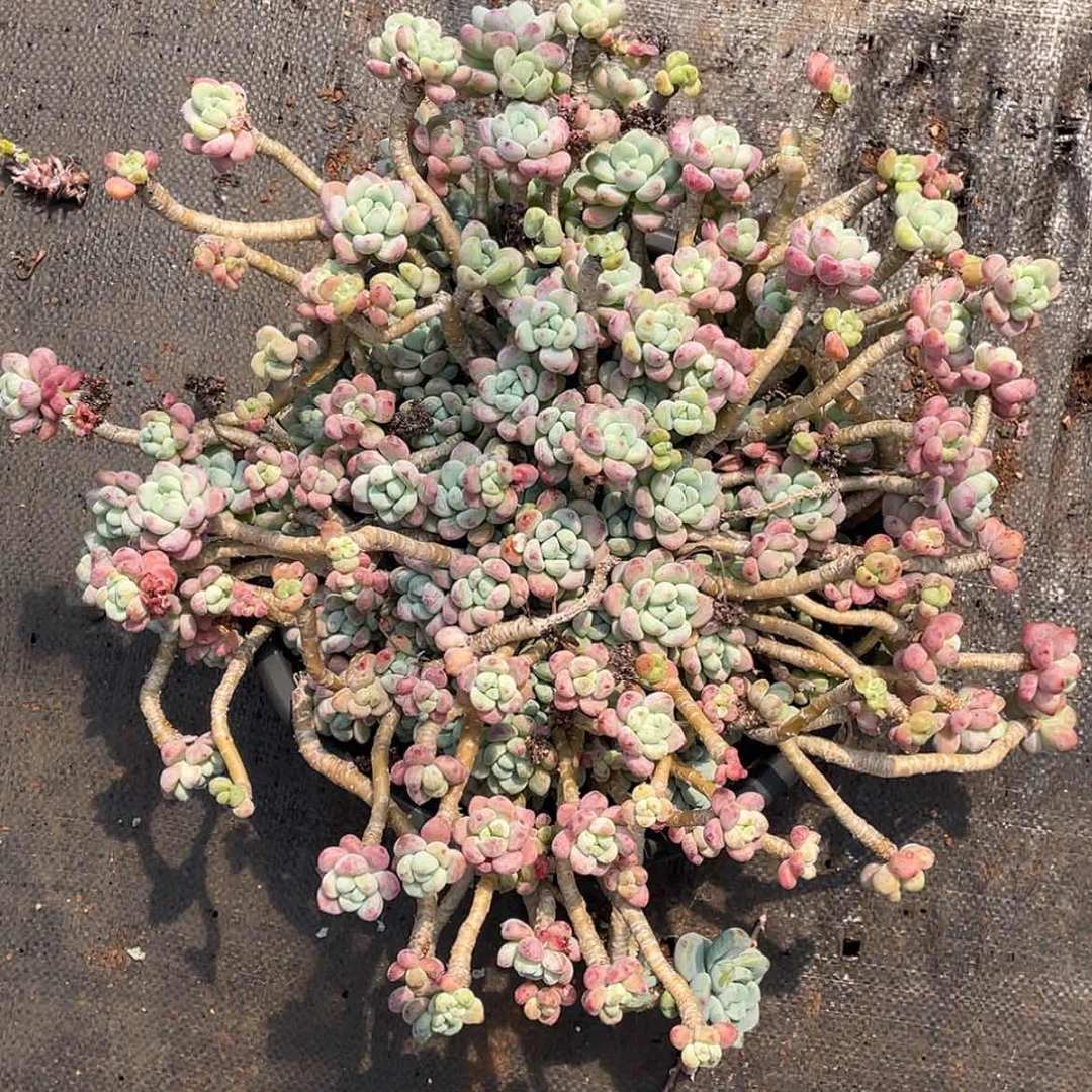 【闪购商品】罗琦老桩