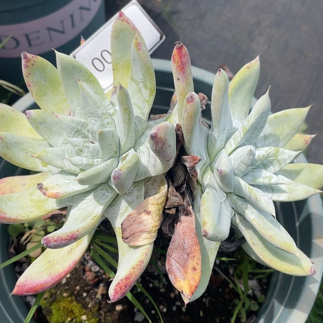 【闪购商品】拇指杂交