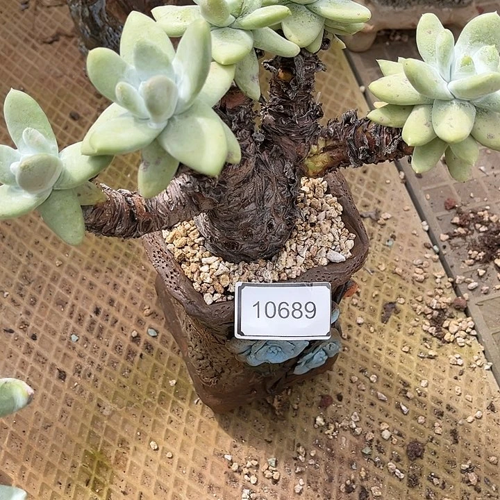 ?*特价拇指老朱不售后