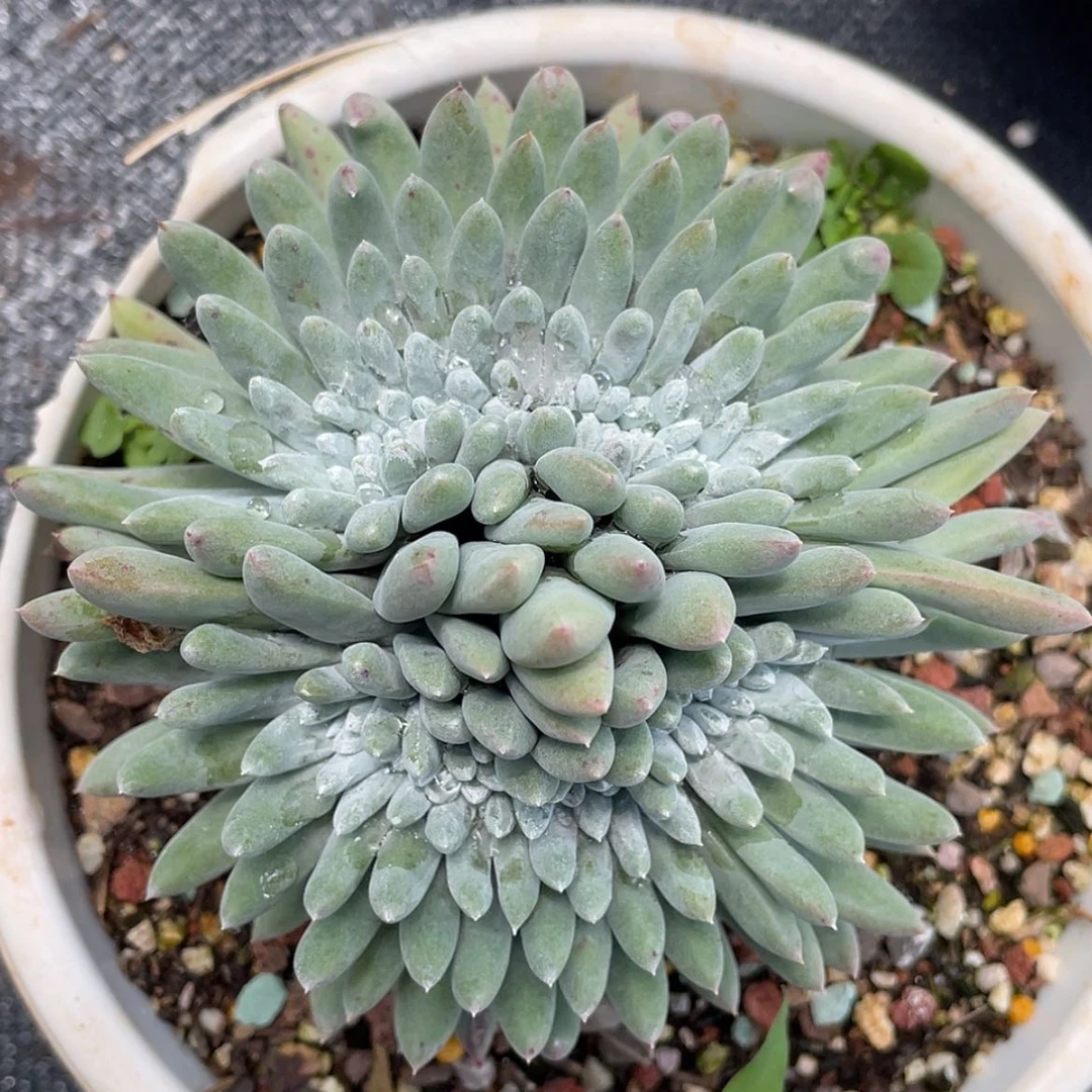 【闪购商品】法瑞杂交双缀化