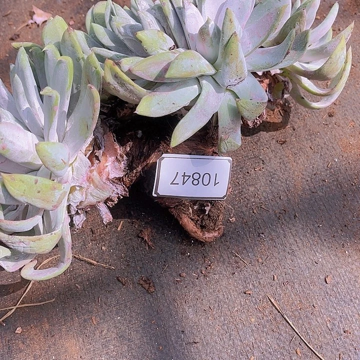 矛****。阿金尼老桩多头群生10847