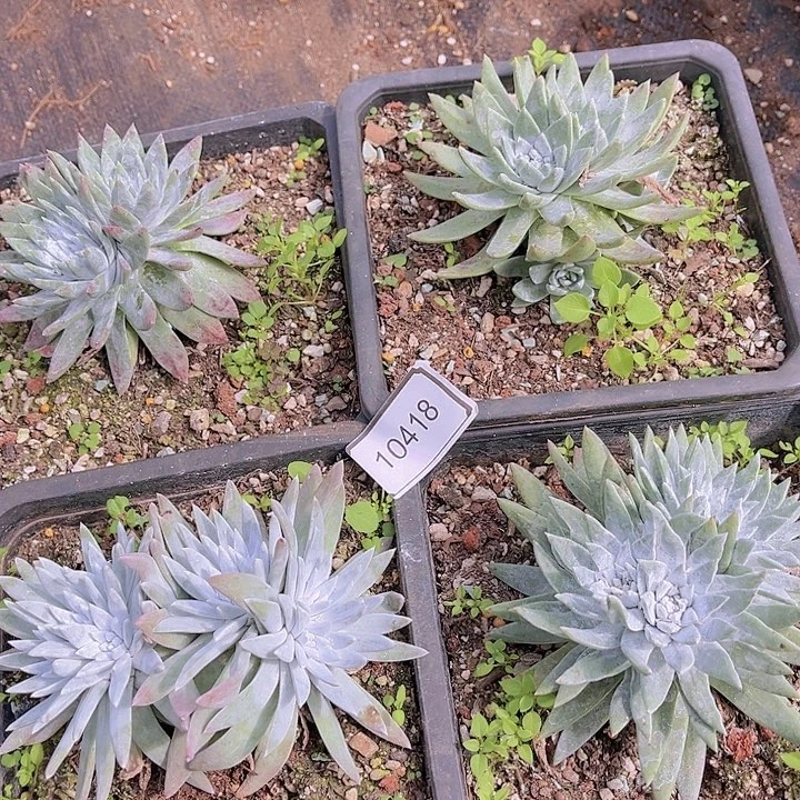 白菊杂交组合4颗10418