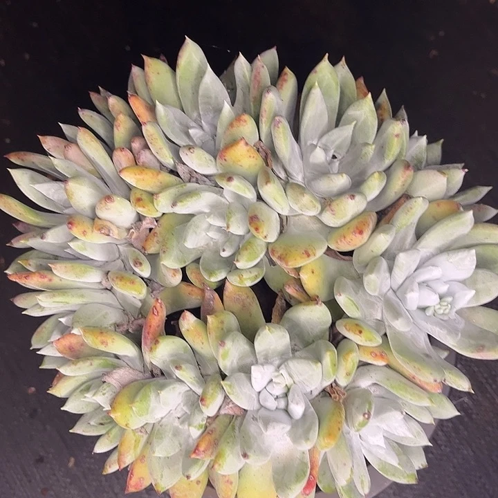 拇指杂交多头老庄