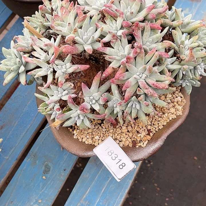 白姆特^_^瑕疵特价不售后