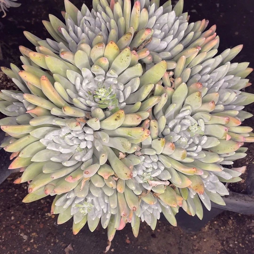 【闪购商品】苹果叶杂交