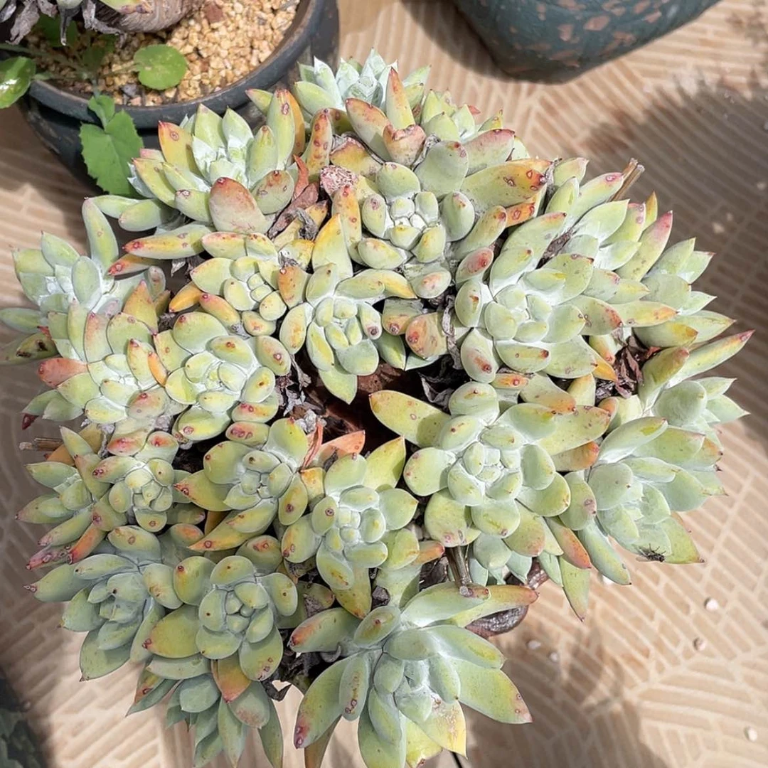 【闪购商品】拇指杂交