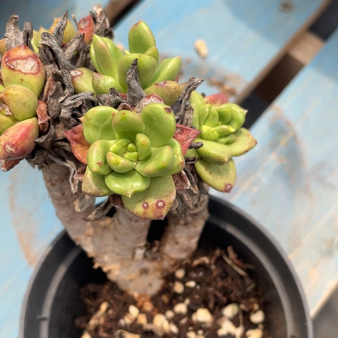 【闪购商品】绿体花朵苹果叶