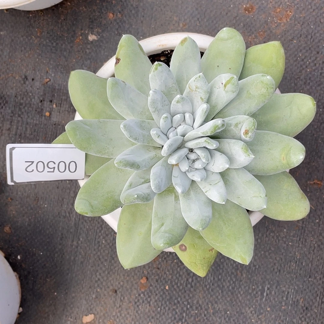 【闪购商品】拇指laoz