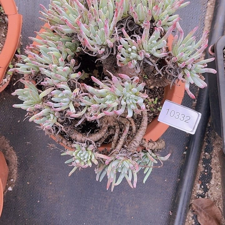 特价不售后10332