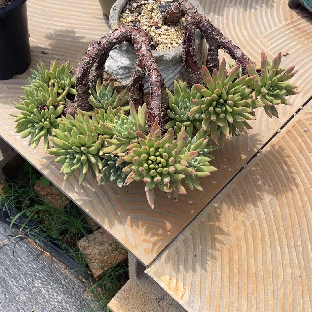 【闪购商品】阿诺马拉