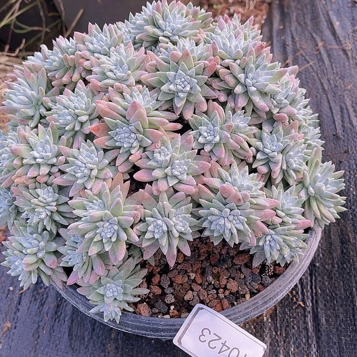 白菊大群多头老朱昂群生