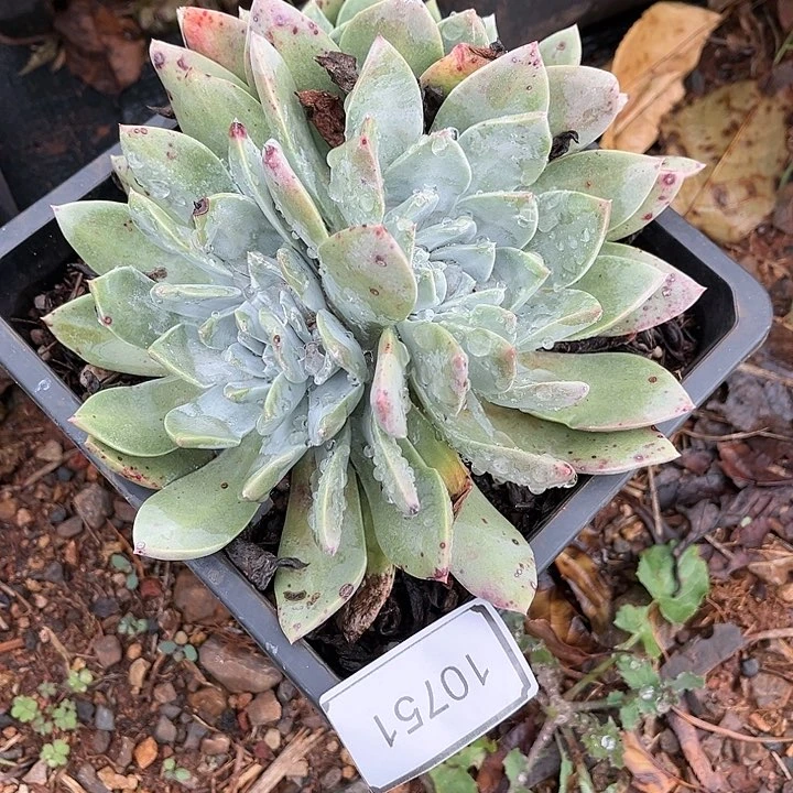 黑*喵苹果叶杂交多头10751