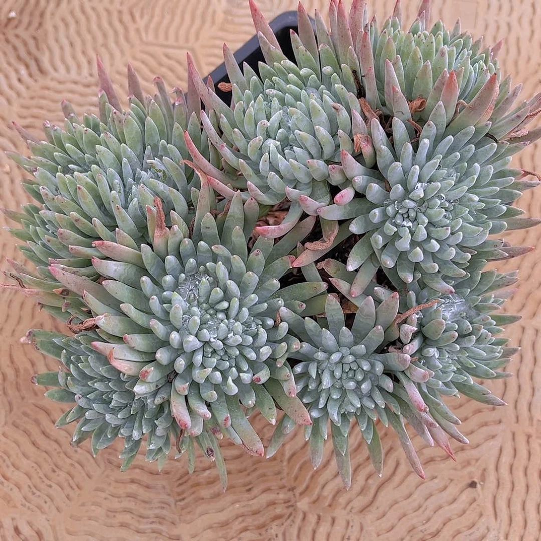 雪花多头老桩群生