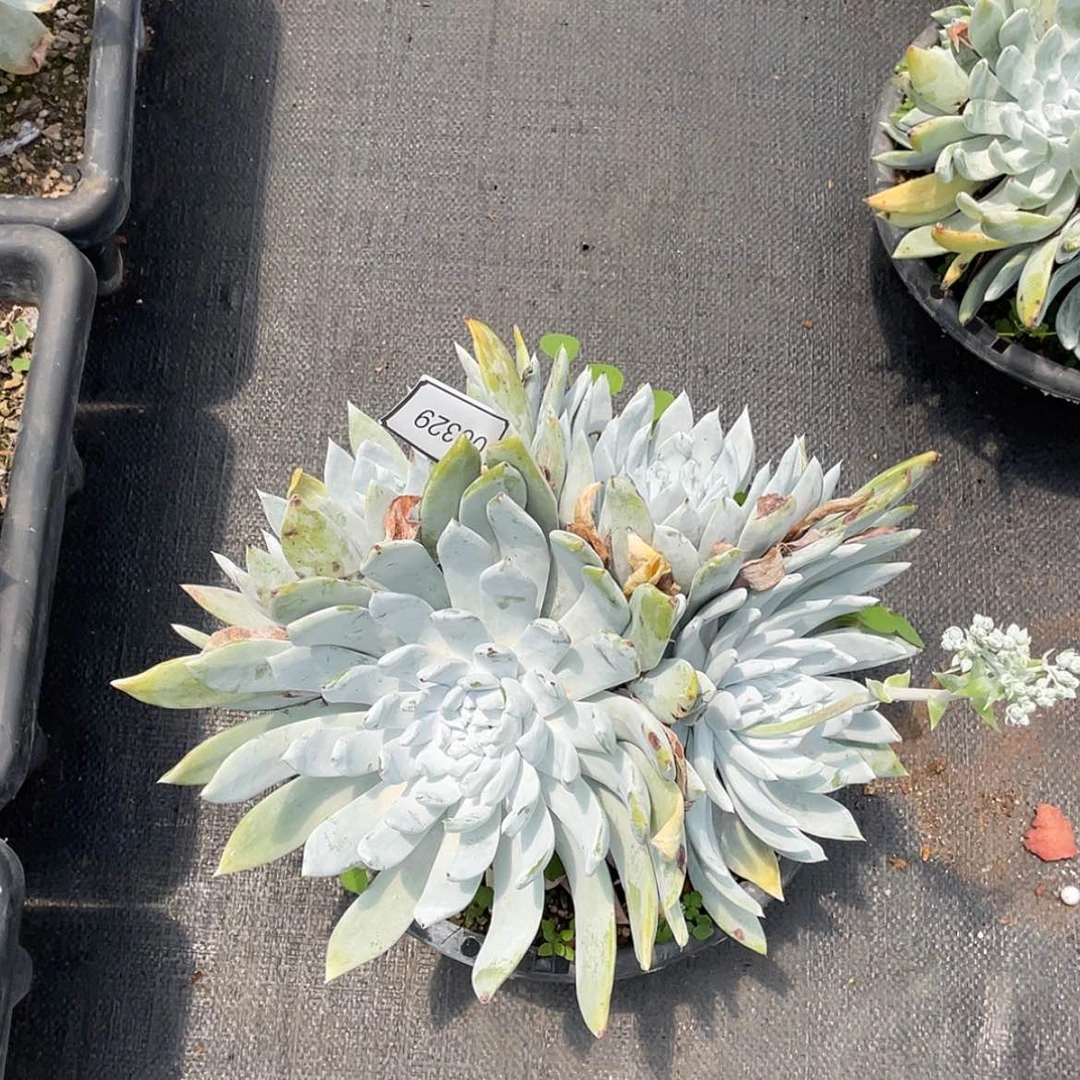 【闪购商品】巴**丝