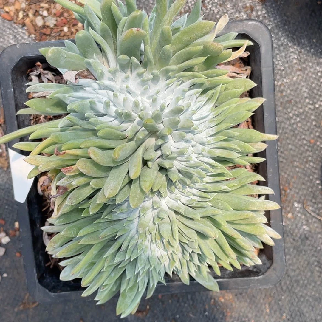 【闪购商品】阿金尼大缀化
