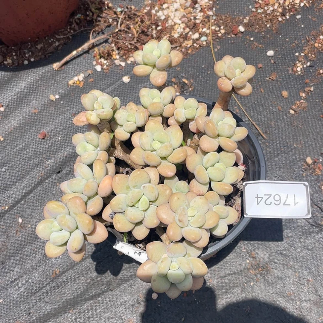 【闪购商品】只能寄养