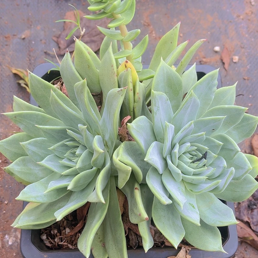 苹果叶杂交大宽叶花朵脸