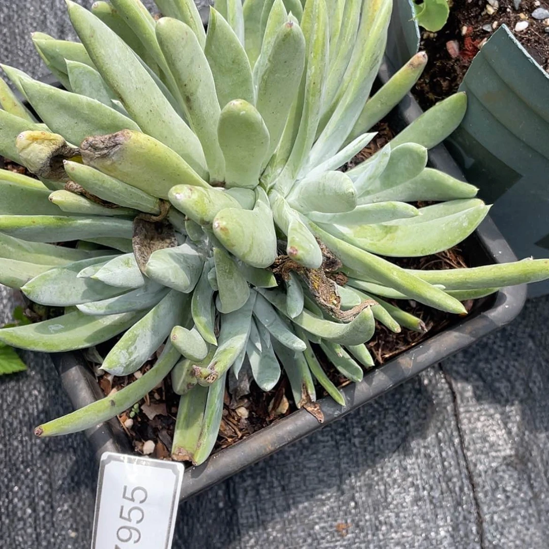 【闪购商品】阿金尼大群