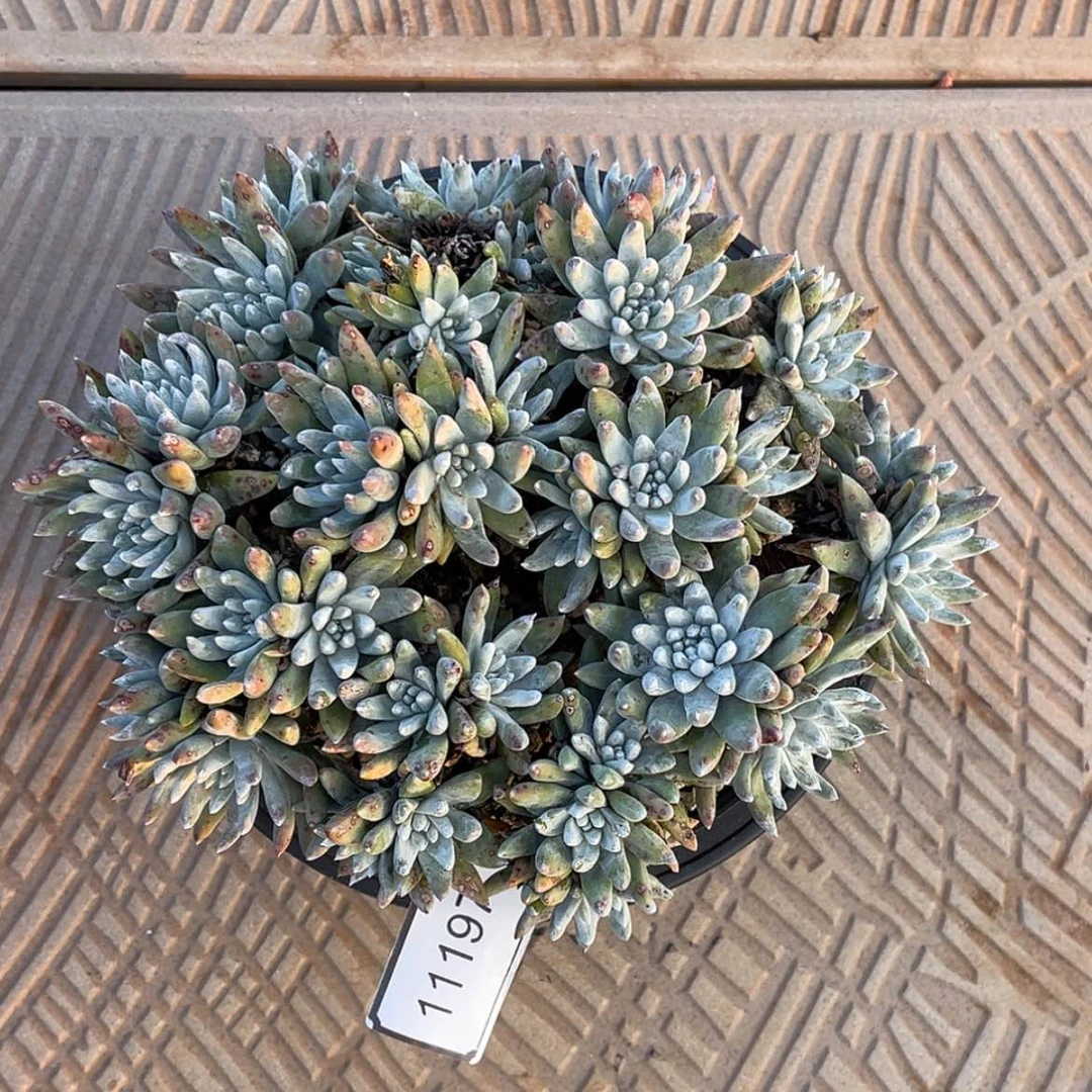 【闪购商品】D****e