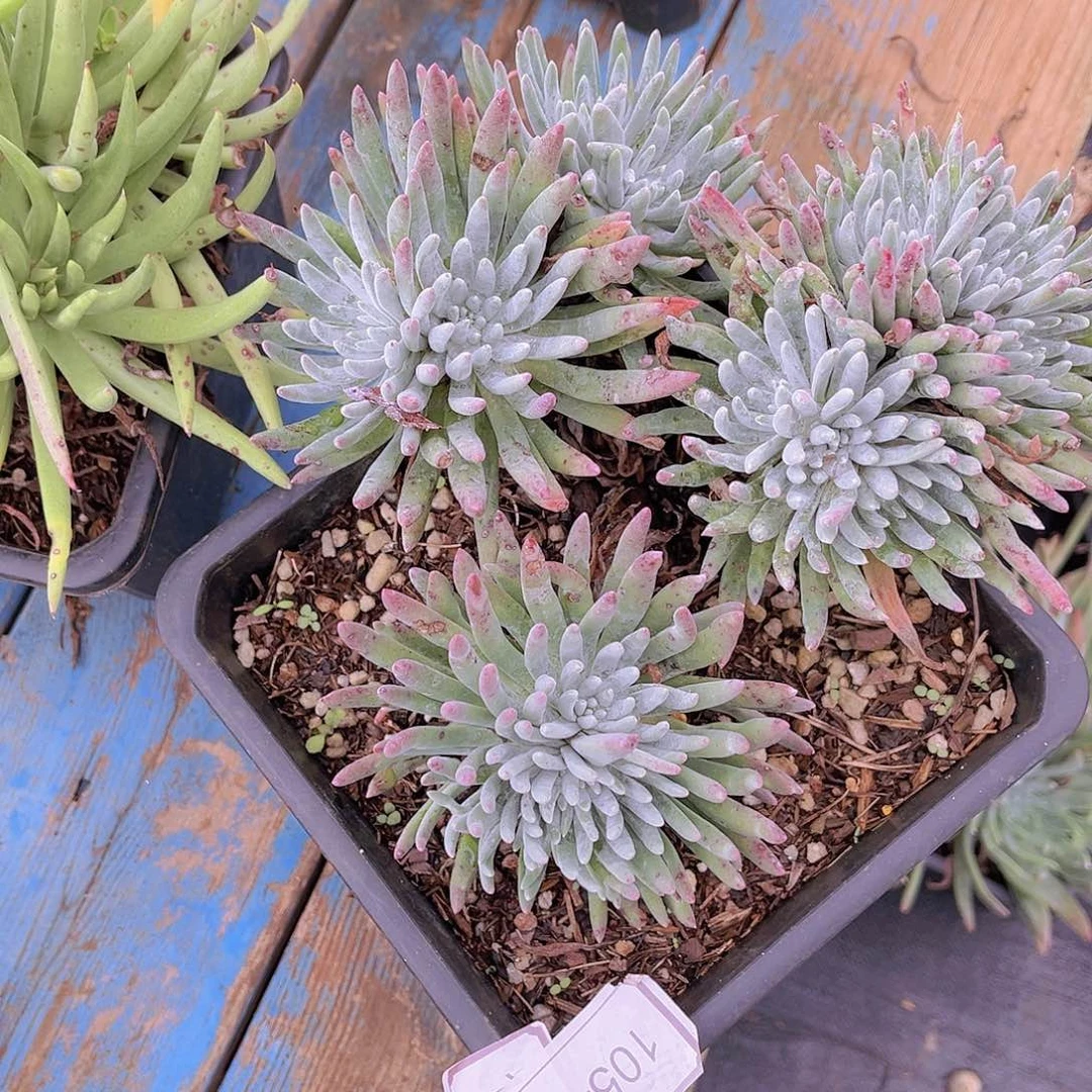 雪花特价不售后15044