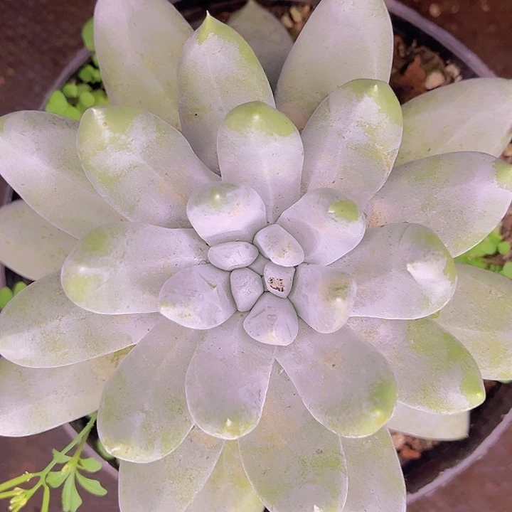 拇指单头量拍仙女杯