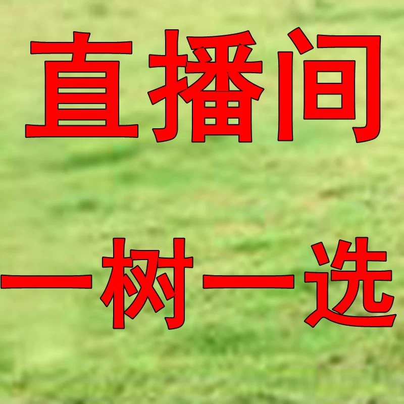 直播间一物一拍柿子树各种盆景果树花卉苗木嫁接独杆结果分支