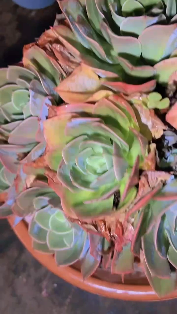 【闪购商品】【南宫】一物一拍18号