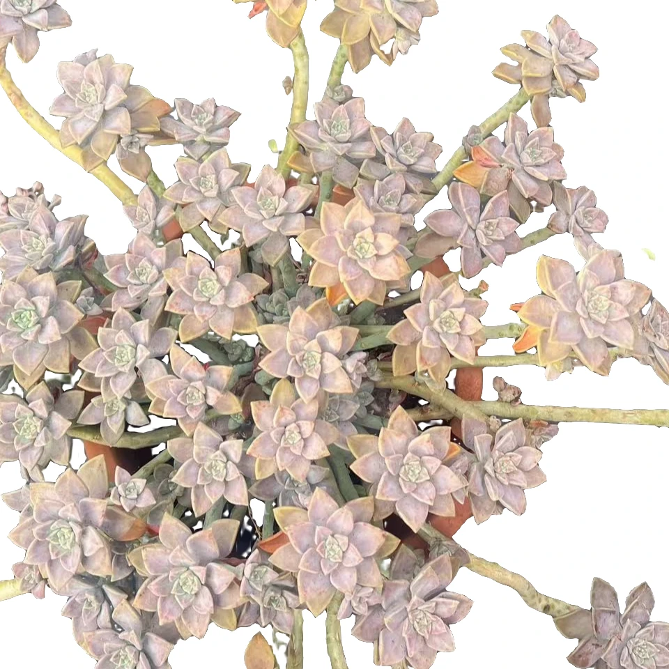 小张的花【大阿伦陪】老桩精品造型造景盆栽盆景多肉