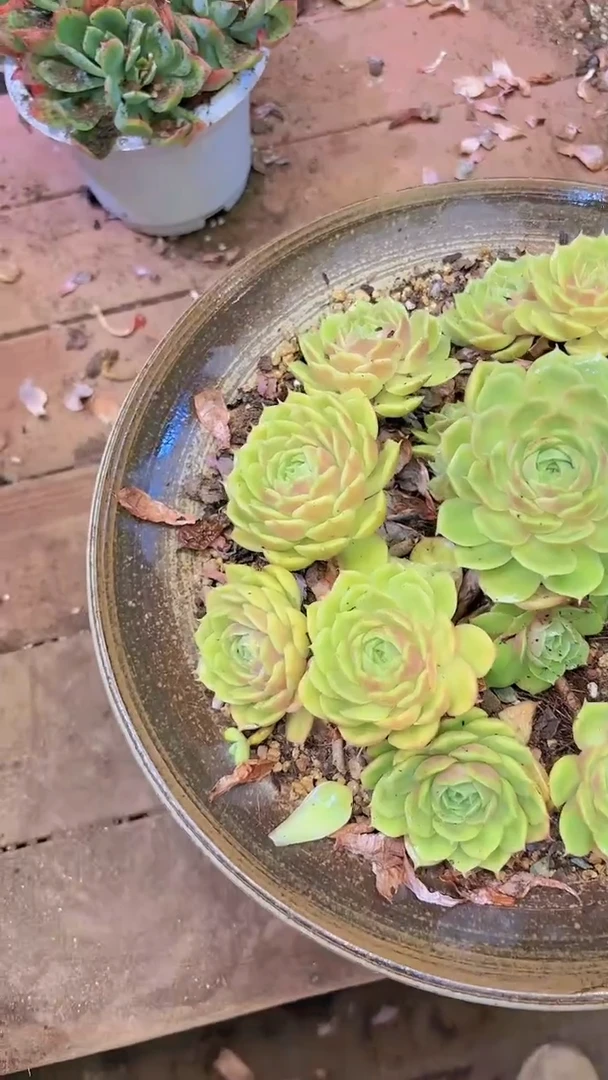 【闪购商品】【昂斯诺】一物一拍26号包邮带盆