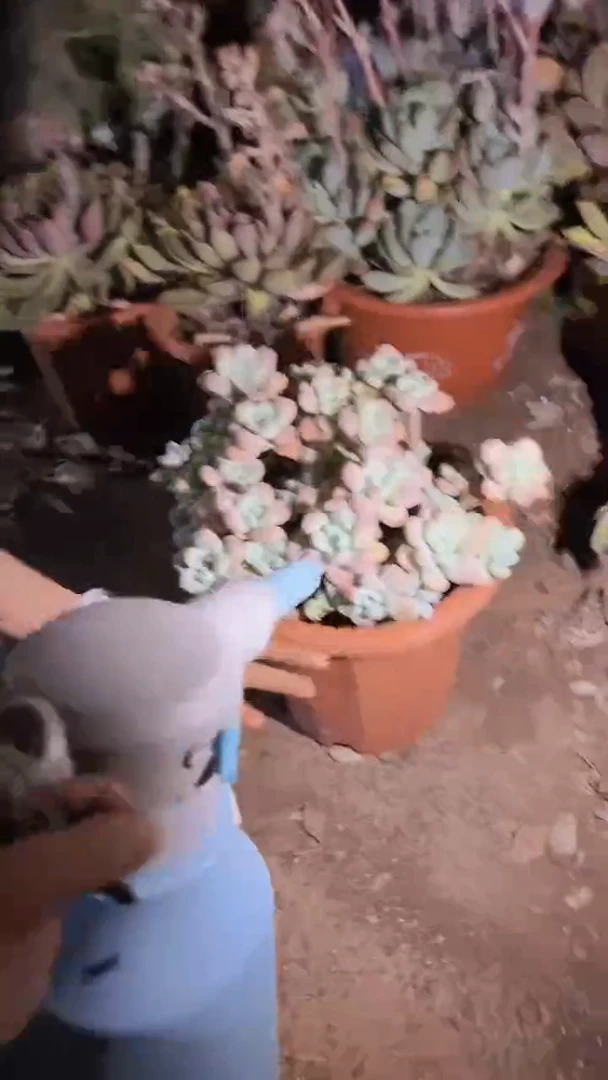 【闪购商品】【洛神】一物一拍4号