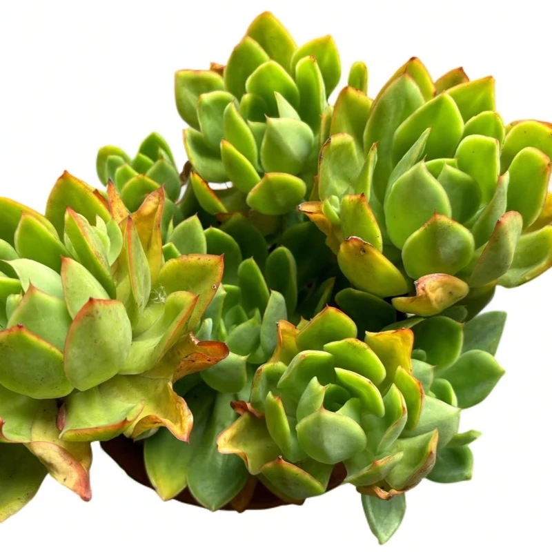 小张的花【花之鹤】老桩精品造型造景盆栽盆景多肉