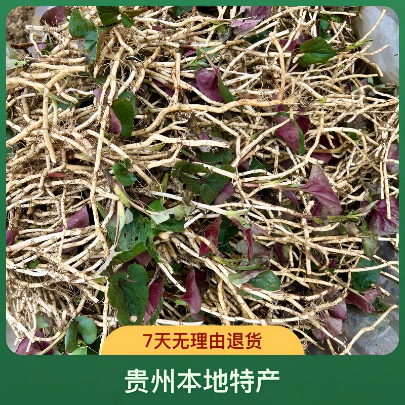 贵州特产新鲜现挖鱼腥草折耳根叶子新鲜叶子田野野菜凉拌嫩脆正宗