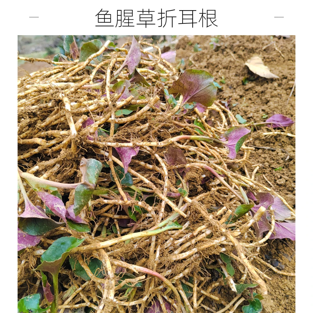 现挖新鲜鱼腥草折耳根贵州特产农家凉拌菜现摘嫩芽清热爽口