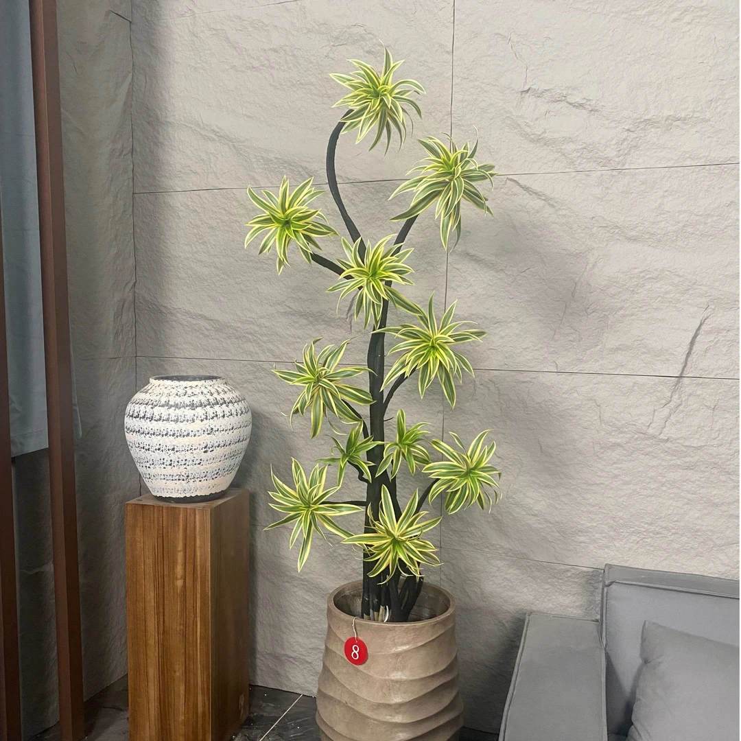 造型金边百合竹盆栽室内室外客厅老桩大型植物轻奢绿植净化空气