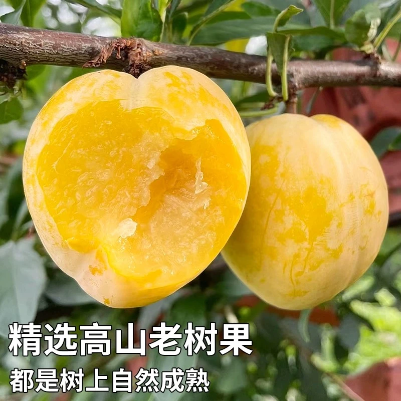 顺丰包邮福建黄金油奈李三斤新鲜水果脱骨油奈李