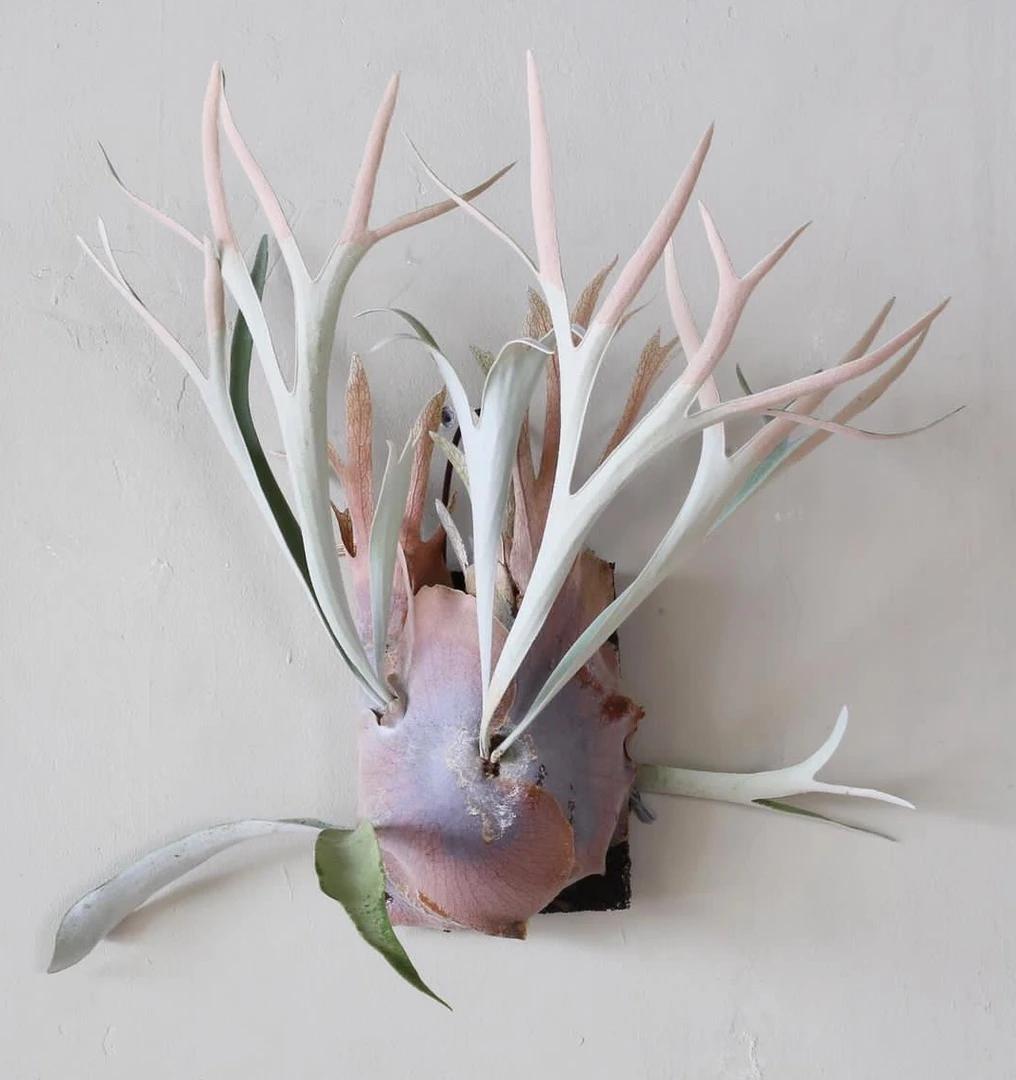 立叶银鹿/立叶银鹿角蕨/普银/室内装饰墙挂/网红绿植