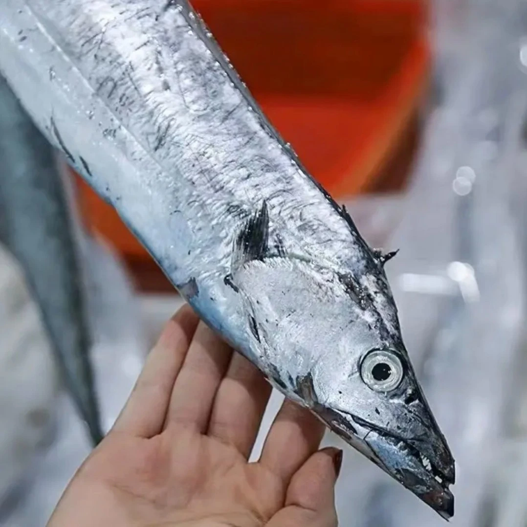连云港 黄海小眼油带鱼新鲜速冻【整条】发货  4斤 顺丰包邮